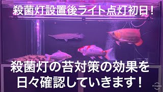 殺菌灯設置後ライト点灯初日！アロワナ水槽の苔の状態を確認！熱帯魚 アクアリウム arowana [upl. by Adriene]