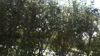 Coopers hawk background sounds [upl. by Johnsten412]