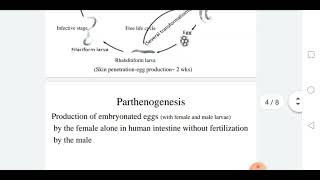 Strongyloidiasis Strongyloides stercoralis [upl. by Flem]