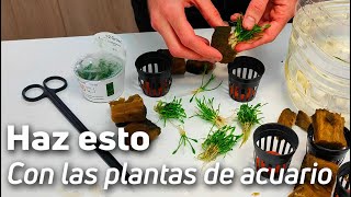 🌿 Prepara y Limpia tus Plantas Antes de introducirlas en el Acuario [upl. by Akeyla610]