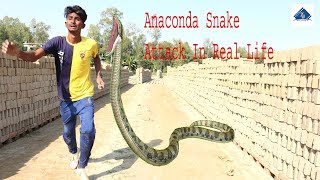 Real Life Big Anaconda Snake Attack Bangla Short Film Sp Sohel [upl. by Annauqaj]