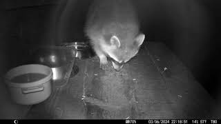 Trailcam 043 Racoon feeding at night part 5 [upl. by Ahsemad]