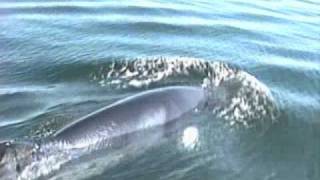 Voile sur le StLaurent partie 3 Tadoussac Rimouski Baleines [upl. by Cannell]