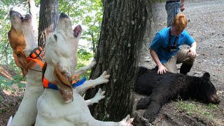 HIS FIRST BEAR EVER  Bear Hunting with Hounds in West Virginia [upl. by Emmalynne]