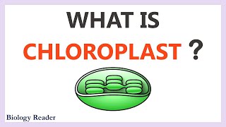 Chloroplast  Location Characteristics Structure amp Function [upl. by Ariamo]