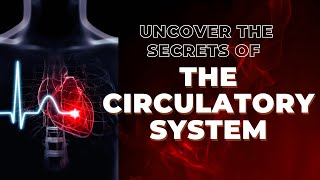 Uncover The Secrets Of 🔴 THE CIRCULATORY SYSTEM 🔴 [upl. by Cristobal]