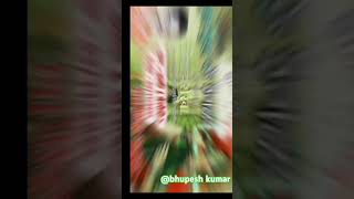 तोला भरोसा habe re cg song belaudihaldi  BhupeshYadavl3f [upl. by Crooks]