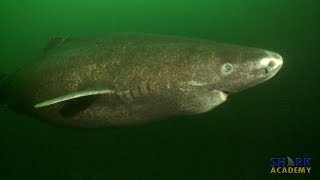 Greenland Sharks  SHARK ACADEMY [upl. by Neelahs]