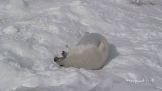 Cute Baby Harp Seal eating snow in the end [upl. by Nylegna]