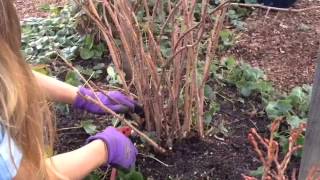 How to Prune Raspberries  Sunset [upl. by Uchish]