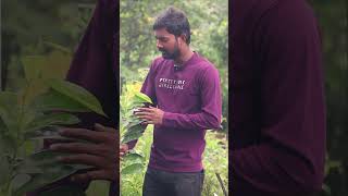 Thai Sampangi Plants  Flowers  Ashok Chakra Nursery  Kadiyam Abbai [upl. by Alemaj]