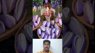 Purpule brinjal banana 💜 cultivation fruit fruitcrops fruitcultivation cultivationking 🙄🤔👍 [upl. by Minette]