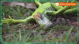 Iguanas fall from trees in Floridas cold weather [upl. by Nage330]