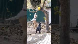 Dog ne laga li फाँसी😲 [upl. by Adnot]