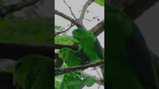 Bluewinged Parrotlet copulating amazingnature [upl. by Sommer]