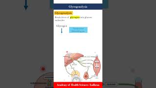 Glycogenolysis break down of glycogen into glucose molecules [upl. by Gayner]