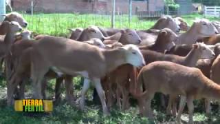 TIERRA FÉRTIL TVCRIANZA Y CUIDADOS DE BORREGOS 031216 [upl. by Aline]