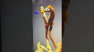 Male Seahorses Give Birth 🐴🌊 shockingfacts wildlifewonder [upl. by Adlesirhc803]