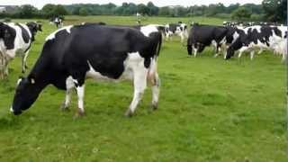 Milking the cows on Sunday afternoon [upl. by Sedicla]