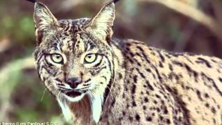 El lince ibérico EN PELIGRO DE EXTINCIÓN [upl. by Oeak]