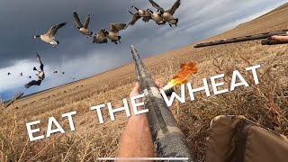 GOOSE HUNTING MASSIVE FEED [upl. by Nallaf147]