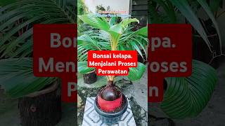 Bonsai Kelapa Menjalani Proses Perawatan [upl. by Elinor]