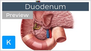 Duodenum function and overview preview  Human Anatomy  Kenhub [upl. by Jerman]