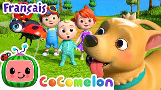 Où est mon petit chien  Épisode Complet  CoComelon en Français  Chansons pour bébés [upl. by Noevad]