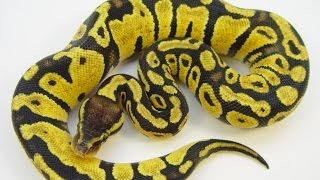 Is The Ball Python A Good First Pet Snake [upl. by Eiznek]