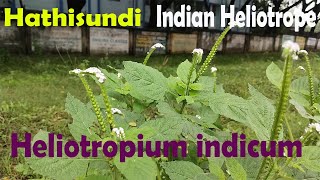 Heliotropium indicum  Hathisundi Indian heliotrope Ayurveda for Skin Fever and Joints Pain [upl. by Miun735]