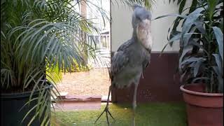 Shoebill stork clattering sounds like machine guun Japan Matsue Vogel Park [upl. by Alie]