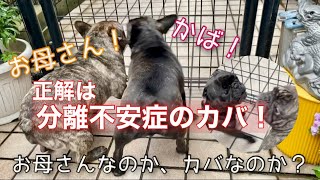 犬の民に衝突💥されたカバ人間喋りかける犬の民 [upl. by Anuaik738]