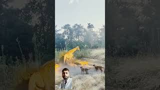 Zarafa ka shikaar 😯😯😯 animals lionvsgiraffe safari giraffe wildlife wildlions lion lionfight [upl. by Egamlat]