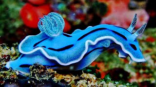 10 Most Beautiful Slugs In The World [upl. by Loredana]