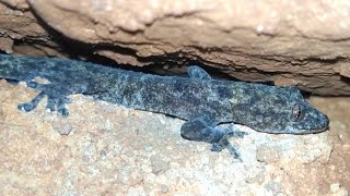 Almost touched this House Gecko Hemidactylus mabouia [upl. by Nail]