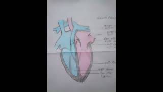 Heart diagram for matric exam [upl. by Natsrik]