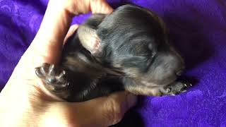 Newborn puppy crying for Mama💕 [upl. by Nolyad]