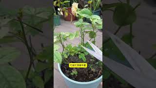 Rose Winter Pruning Tips Flower Green Plant Conservation Small Knowledge Sharing Knowledge Knowledge [upl. by Devinna230]