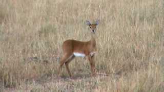 The Oribi one of Africas rarer antelopes [upl. by Sarette]