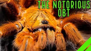 Orange Baboon Tarantula OBT Pterinochilus murinus Care amp Husbandry [upl. by Enilatan]