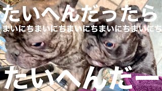 2024年11月のFrenchbulldog [upl. by Loretta]