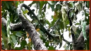 Narilatha – Árbol que da frutos en forma de mujer [upl. by Groveman779]