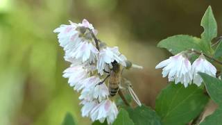 European Honeybee on Doubleflowered Deutzia セイヨウミツバチ♀がサラサウツギを訪花吸蜜 [upl. by Boris]