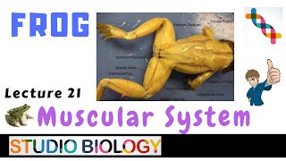 Class 11Zoology Lectures Frog Dissection Skeletal and Muscular Systems  Vertebra  Skull 121 [upl. by Ilesara]