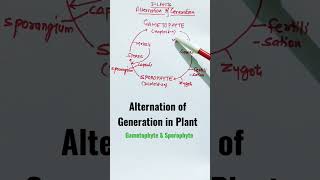 SporophyteGametophyteAlternation of Generation in Plants shorts sporophyte gametophyte [upl. by Adnaral]