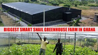 Green House Farming In GhanaUnderstanding the smart farming Biggest snail greenhouse farm in Ghana [upl. by Nahsaj543]