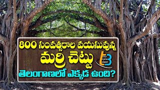 800 Years Old Pillalamarri Tree Unknown History  Mahabubnagar Tourist Places  T3  ABN Telugu [upl. by Nima]