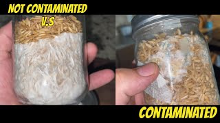 How To Tell If Grain Spawn Is Contaminated [upl. by Yrtnej]