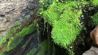 Umpherston sinkhole garden South Australia [upl. by Aracal]