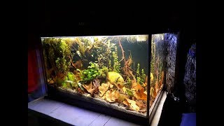 Heterandria formosa tank setup akwarium dla Drobniczki jednodniowki [upl. by Galligan904]